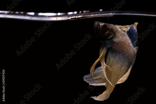 Fototapeta Naklejka Na Ścianę i Meble -  Betta fish, Betta fish on the water, betta splendens isolated on black background