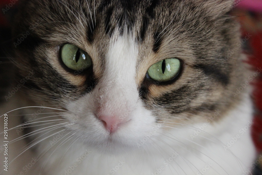 Beautiful portrait of a cat with amazing geen eyes and with pink nose Beautiful portrait of a cat with amazing geen eyes and with pink nose