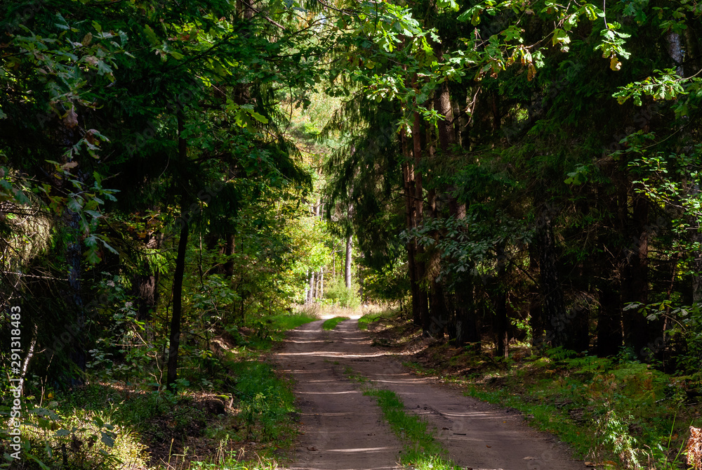 Puszcza Knyszyńska, Podlasie, Polska Puszcza Knyszyńska, Podlasie, Polska