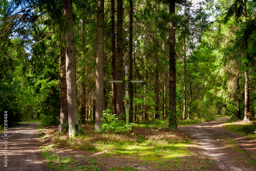 Puszcza Knyszyńska, Podlasie, Polska Puszcza Knyszyńska, Podlasie, Polska
