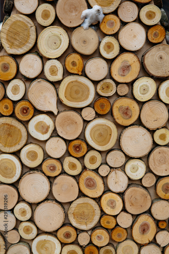 texture of round saw cut tree branches texture of round saw cut tree branches