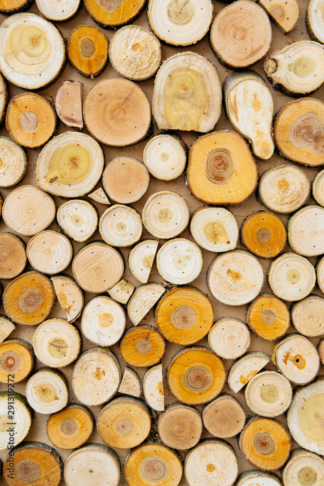 texture of round saw cut tree branches texture of round saw cut tree branches