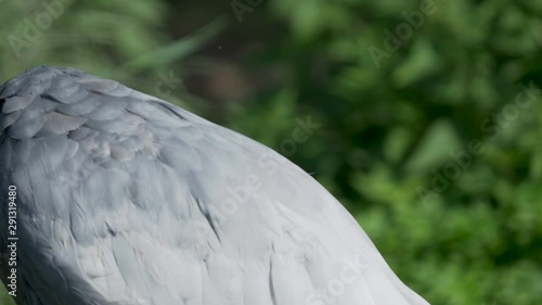 White-naped crane, Antigone vipio is cleaning its feathers. photo