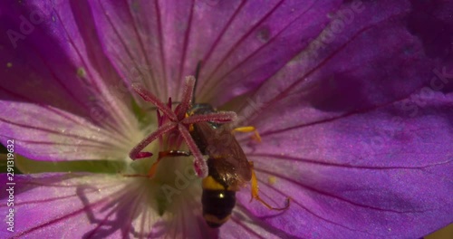 Wallpaper Mural Wasp Collecting Nectar Of A Pink Garden Flower Torontodigital.ca