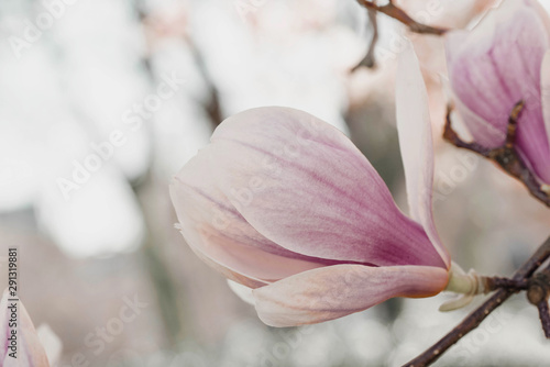 Blooming magnolia flower background.