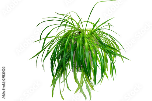 Houseplant Chlorophytum in beige ceramic pot, isolated on a white background. For decorating rooms, office or home.
