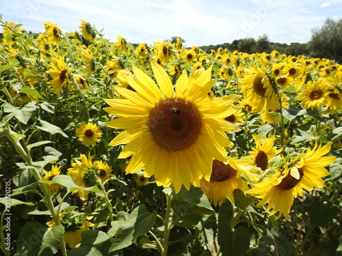 field of sunflowers and blue sky