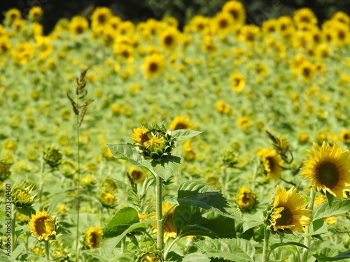 field of sunflowers