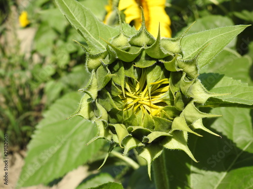 Closed sunflower