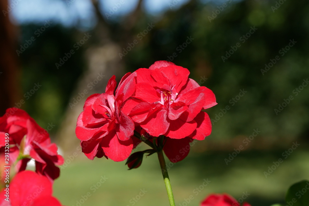 rote Blüte rote Blüte