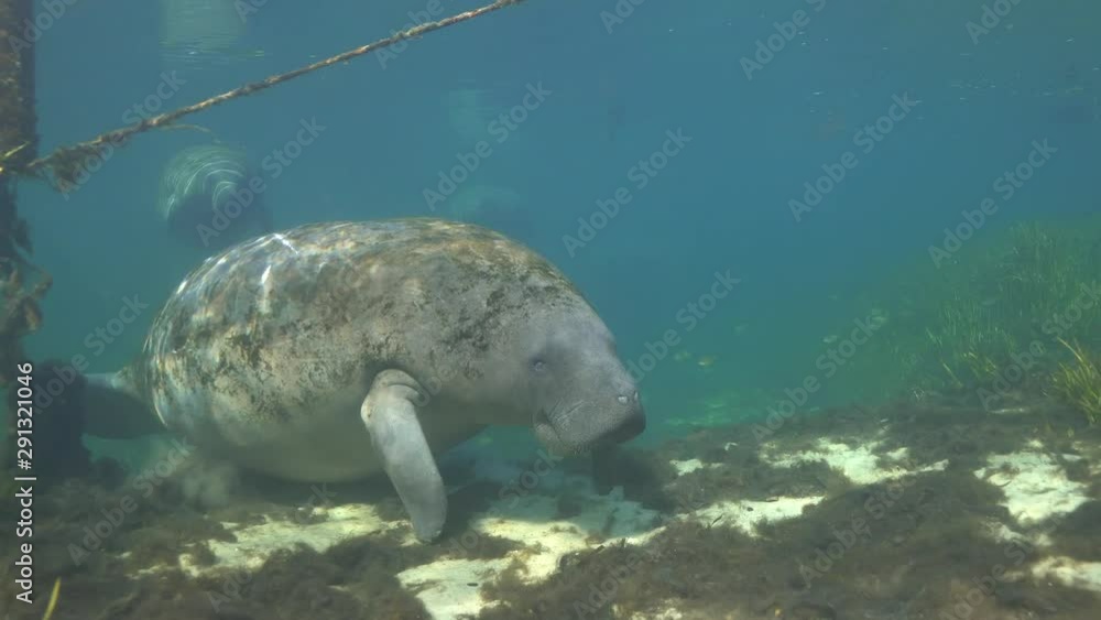 Four federally protected West Indian Manatees (Trichechus manatus) swim