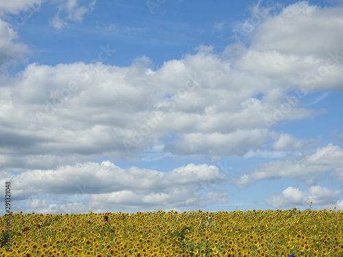 field of sunflowers and blue sky