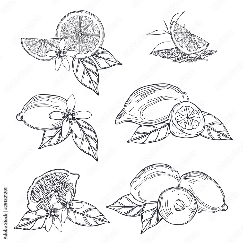Hand drawn lemons and tea leaves. Vector sketch  illustration.