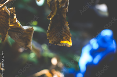 Faded leaf in yellow lights