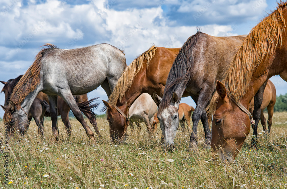 Obraz premium mare and young foal