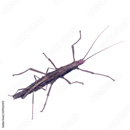 Two-Striped Walking Stick, Anisomorpha ferruginea. The mating season,  the male clinging to the female.   Isolated on a white background photo