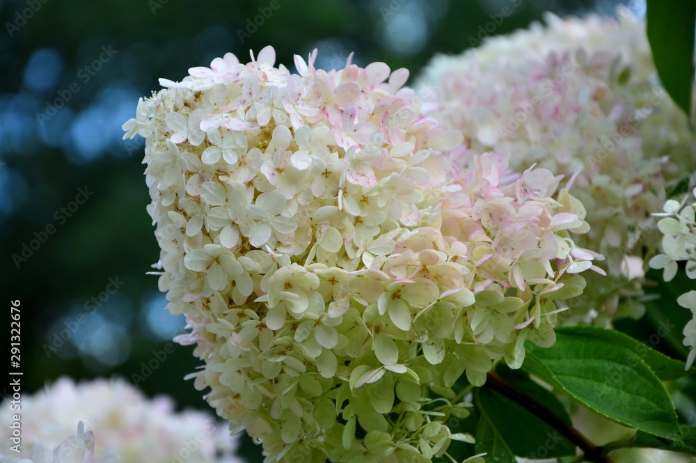 Lush delightful huge inflorescence of white and pink hydrangea in the garden. Lush delightful huge inflorescence of white and pink hydrangea in the garden.