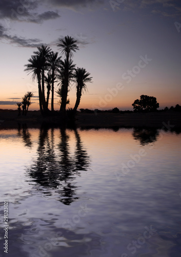 Palm Trees near the Lake at Sunrise