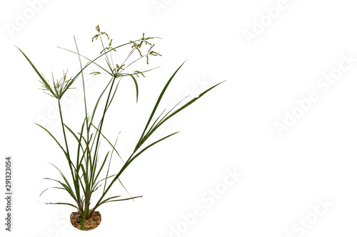 Valokuva rass isolated on white background . Clipping path.
