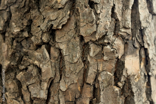  Bark of an old tree