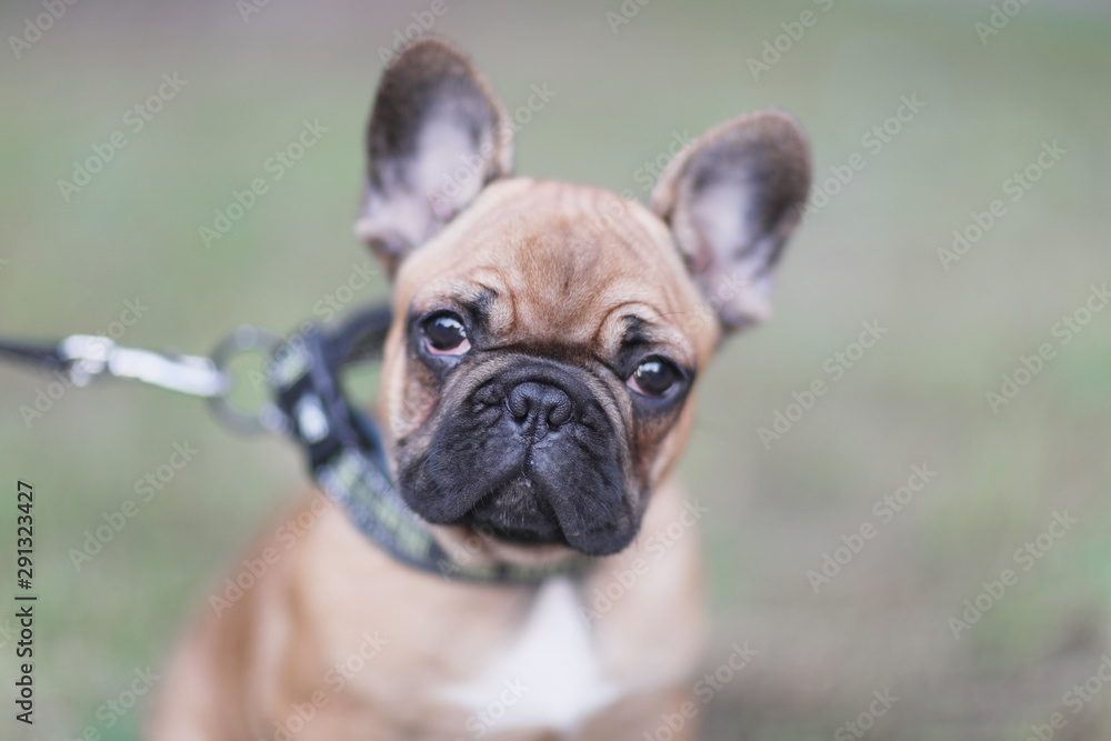 Portrait of light brown french bulldog puppy on blurry background