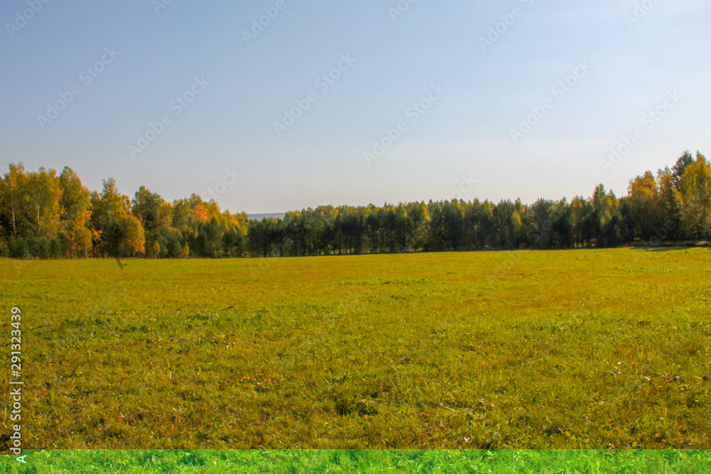 Fototapeta premium forest