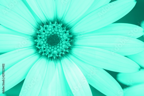Osteospermums close up in trendy turquoise mint, selective focus