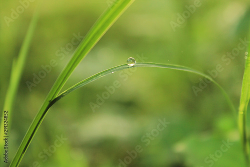 Morning dew on grass