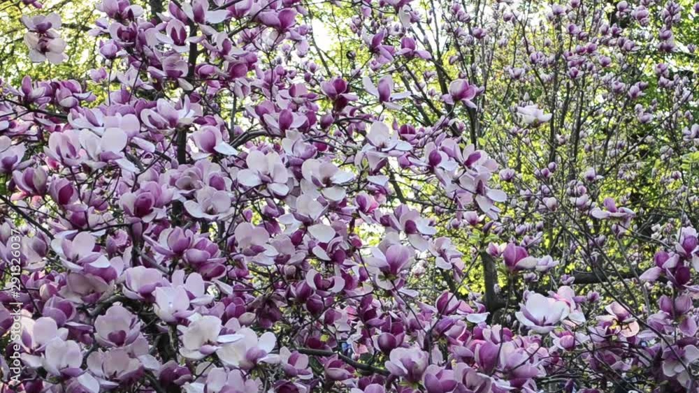 Magnolia flowers blossom on tree branch in the garden. Beautiful Magnolia pink flowering branches against blue sky. Sunlight Shining Through Flowers of Magnolia Tree. Pink flower in the outdoors. Magnolia flowers blossom on tree branch in the garden. Beautiful Magnolia pink flowering branches against blue sky. Sunlight Shining Through Flowers of Magnolia Tree. Pink flower in the outdoors.