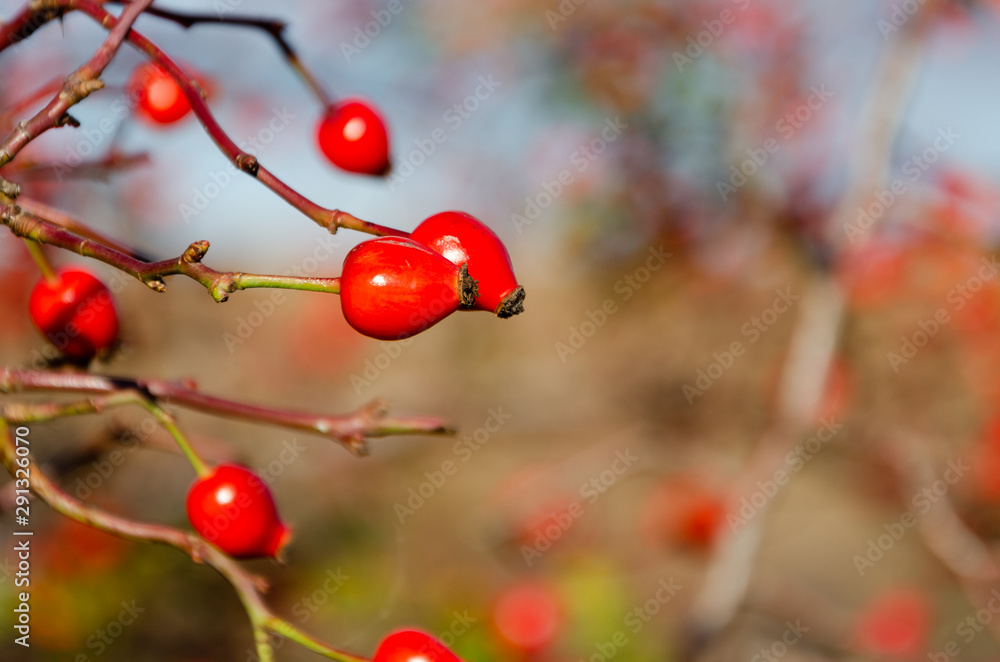 .rosehips bush and blue sky .rosehips bush and blue sky