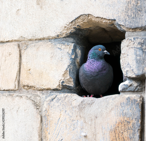 Purple Pigeon on Stone Wall 