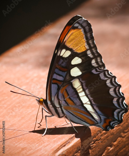 An Arizona Sister Butterfly, Adelpha eulalia, in Ramsey Canyon, AZ, USA photo