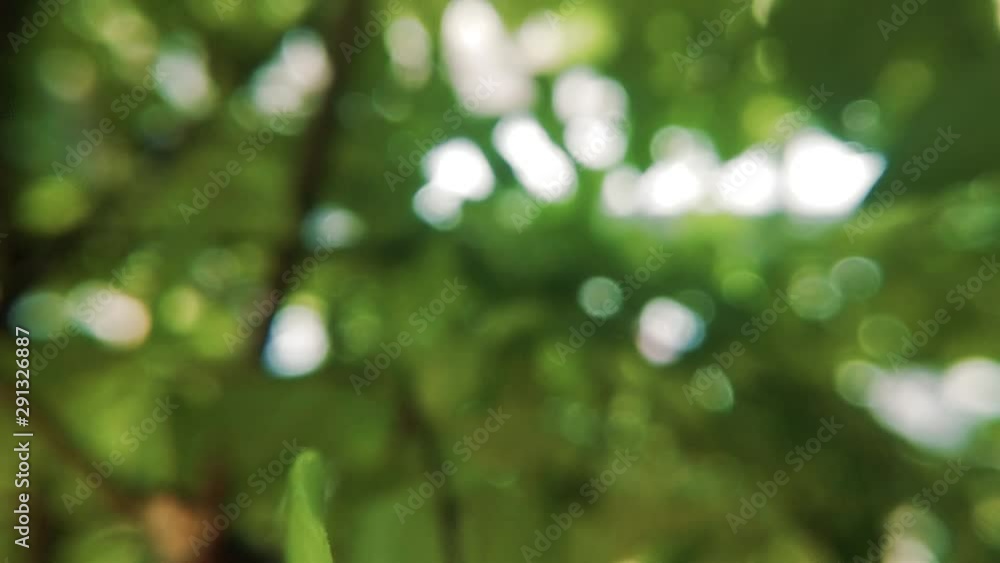 Beautiful nature green bokeh sunshine abstract blurred background, Beautiful nature green bokeh sunshine abstract blurred background,