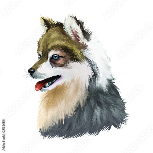 Alaskan Klee Kai dog breed digital art illustration isolated. Cute domestic purebred animal. Portrait of alaskan pedigree, profile view of long haired doggy purebred print. Spitz-type breed Malamute