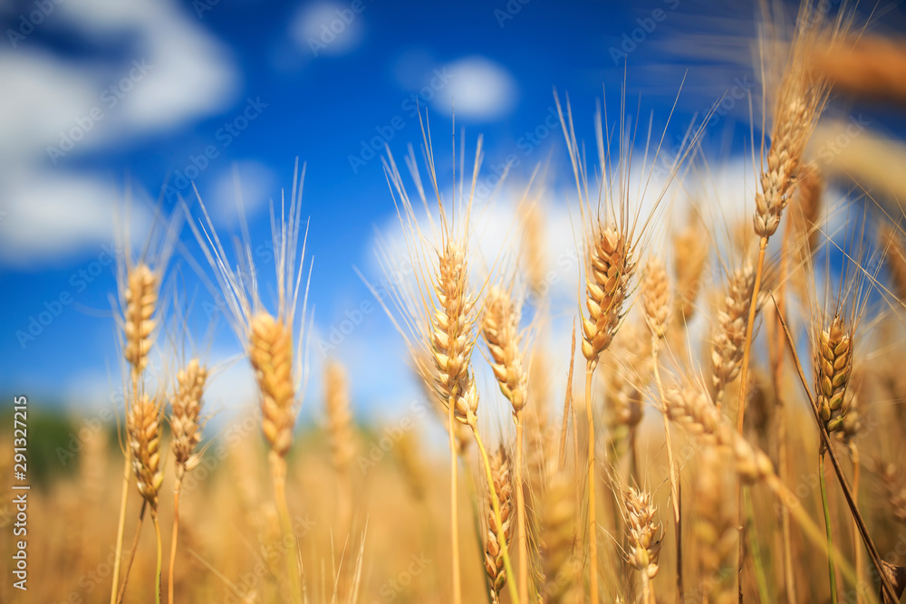 landscape with field ears ripe Golden wheat on a farm on a Sunny summer day against a clear clear blue sky with white clouds landscape with field ears ripe Golden wheat on a farm on a Sunny summer day against a clear clear blue sky with white clouds