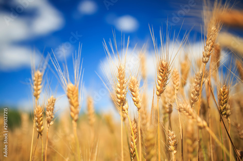 landscape with field ears ripe Golden wheat on a farm on a Sunny summer day a...