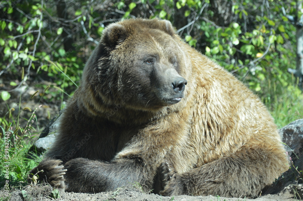 Obraz premium Grizzly bear in the outdoors