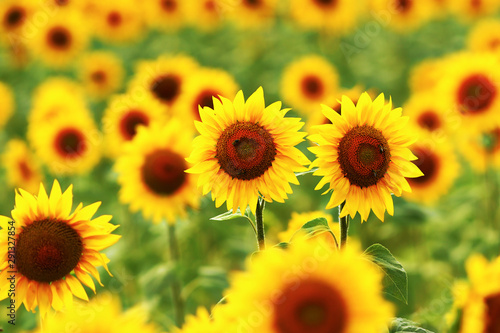 closeup of sunflower field