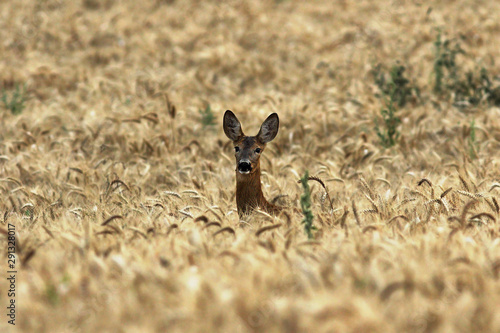 curious roe deer doe in wheat field