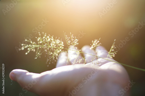 Billede på lærred Hand holding Beautiful grass flowers with natural sunlight
