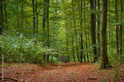 Fototapeta Naklejka Na Ścianę i Meble -  path in a green forest with fallen leaves