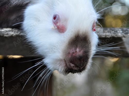 Sick rabbit for myxomatosis photo