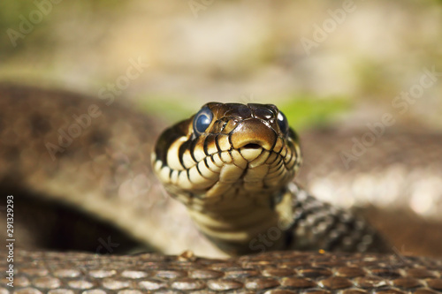 head of grass snake looking at the camera © taviphoto