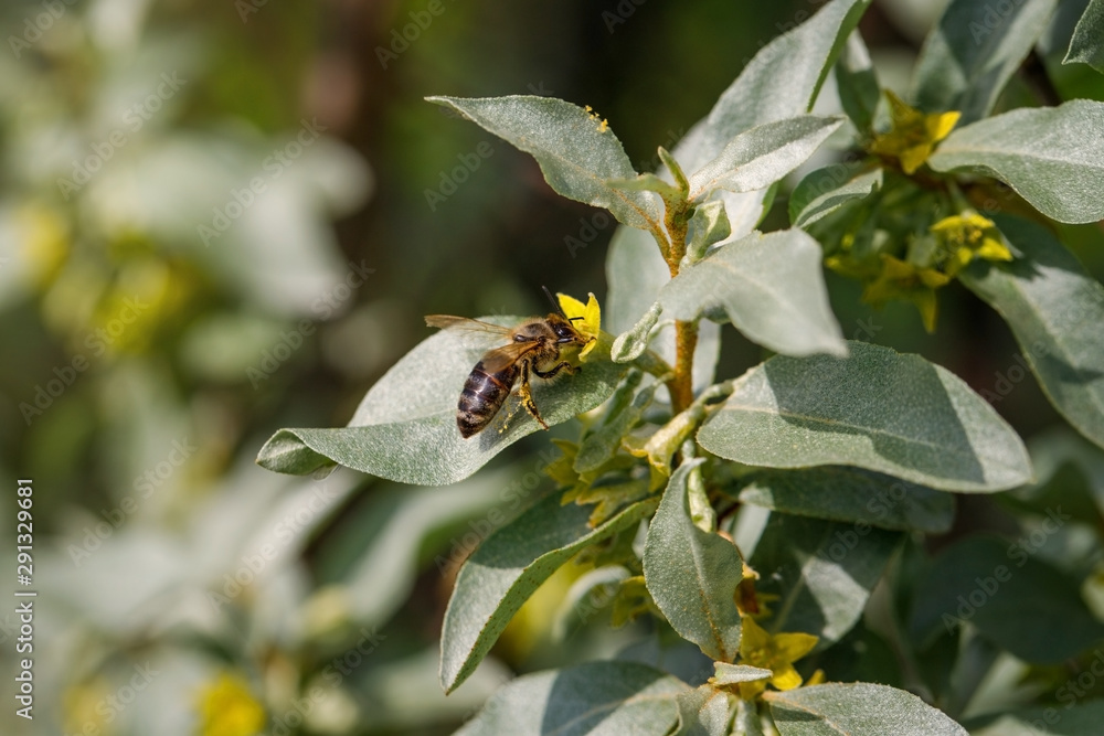 Fototapeta premium Silverberry, rabbitberry, elaeagnus commutata background. Bee on a yellow flower Silverberry. Silver leaves Silverberry closeup. Garden ornamental shrub. Tree with edible fruits.