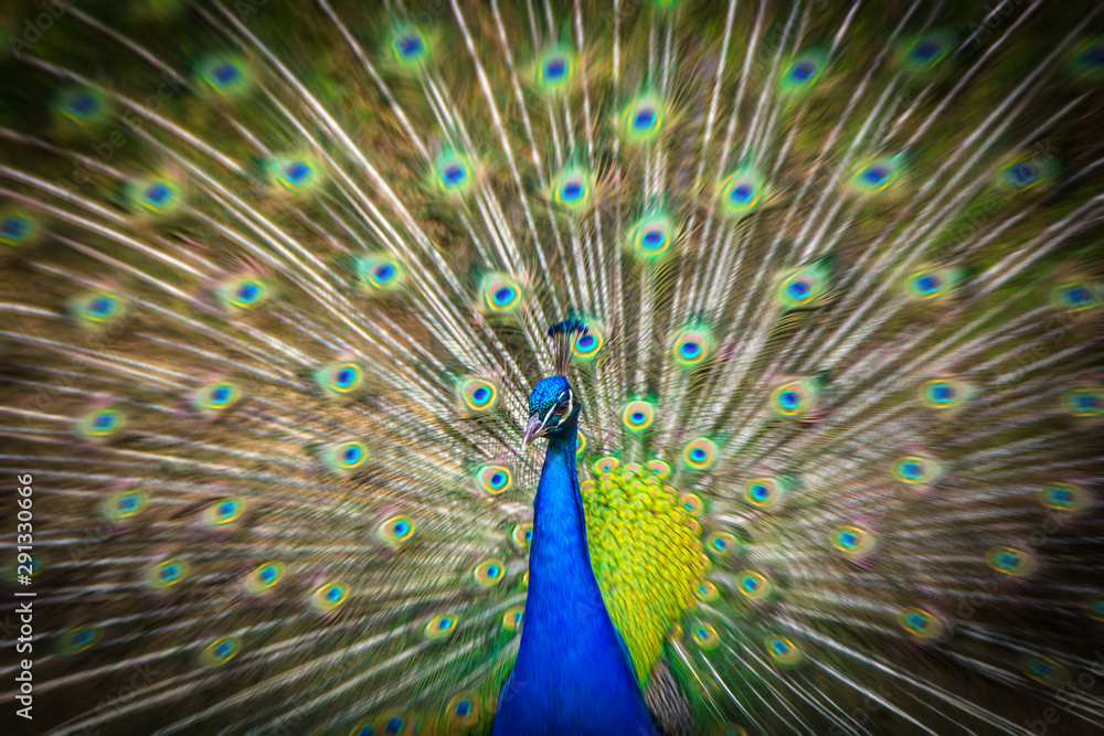 Obraz premium Pfauenrad