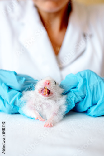 Hands of owner holding cute little hamster. Professional vet doctor diagnosing pet with stethoscope. Animal on examination in vet clinic. Doctor wearing in gloves and uniform.