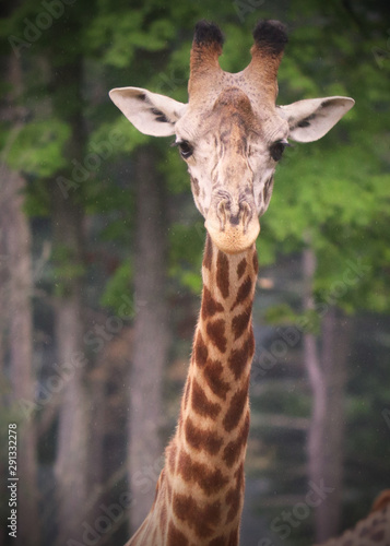 Giraffe © WorldlyGirl