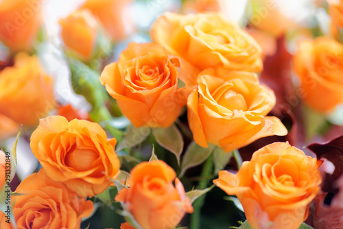 Close-up of yellow roses. Selective focus and shallow depth of field