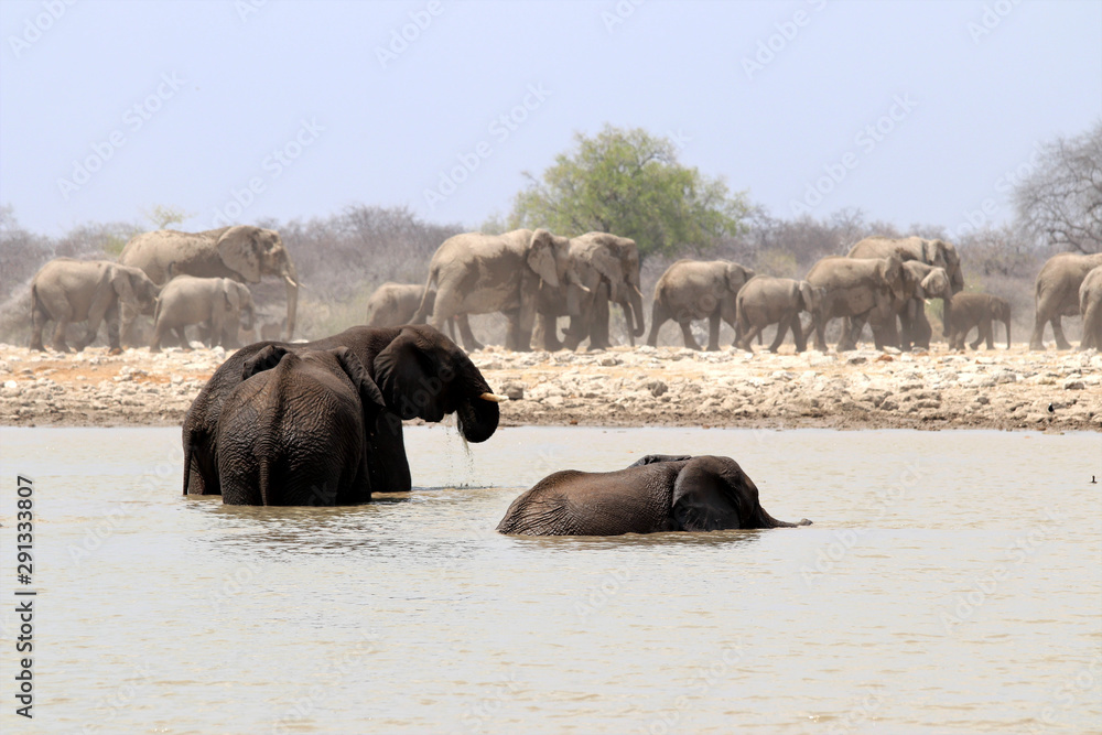 Elephant herds at the waterhole - Namibia Africa Elephant herds at the waterhole - Namibia Africa