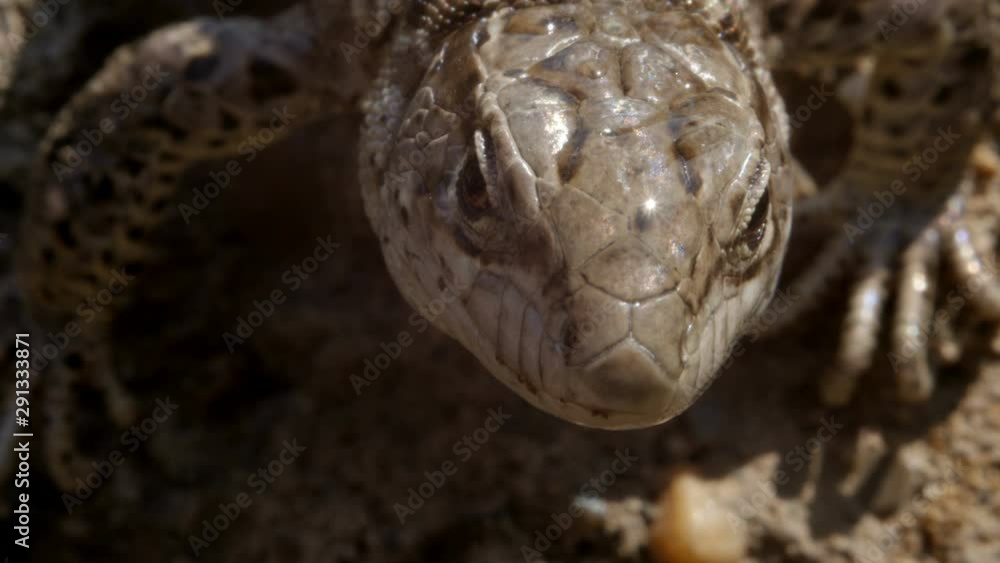 lizard on on the sun, large head lizard on on the sun, large head